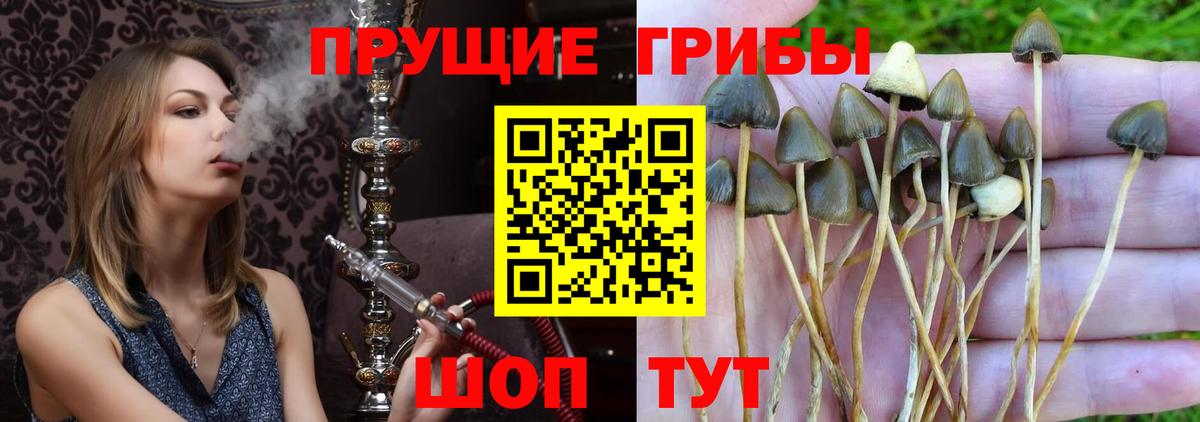 Галлюциногенные грибы Cubensis Юрга